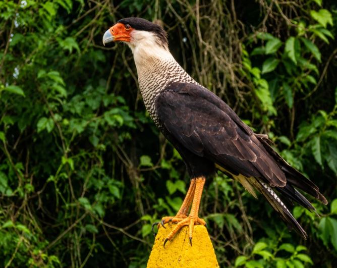 Aves y vegetación en Finca La Mariola