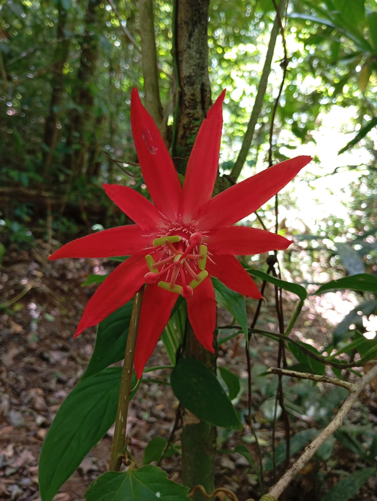 Flores y flora de la finca