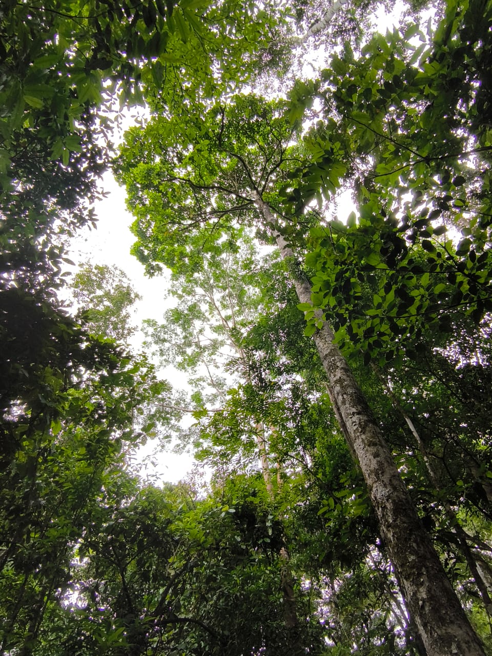 Árboles altos del bosque húmedo