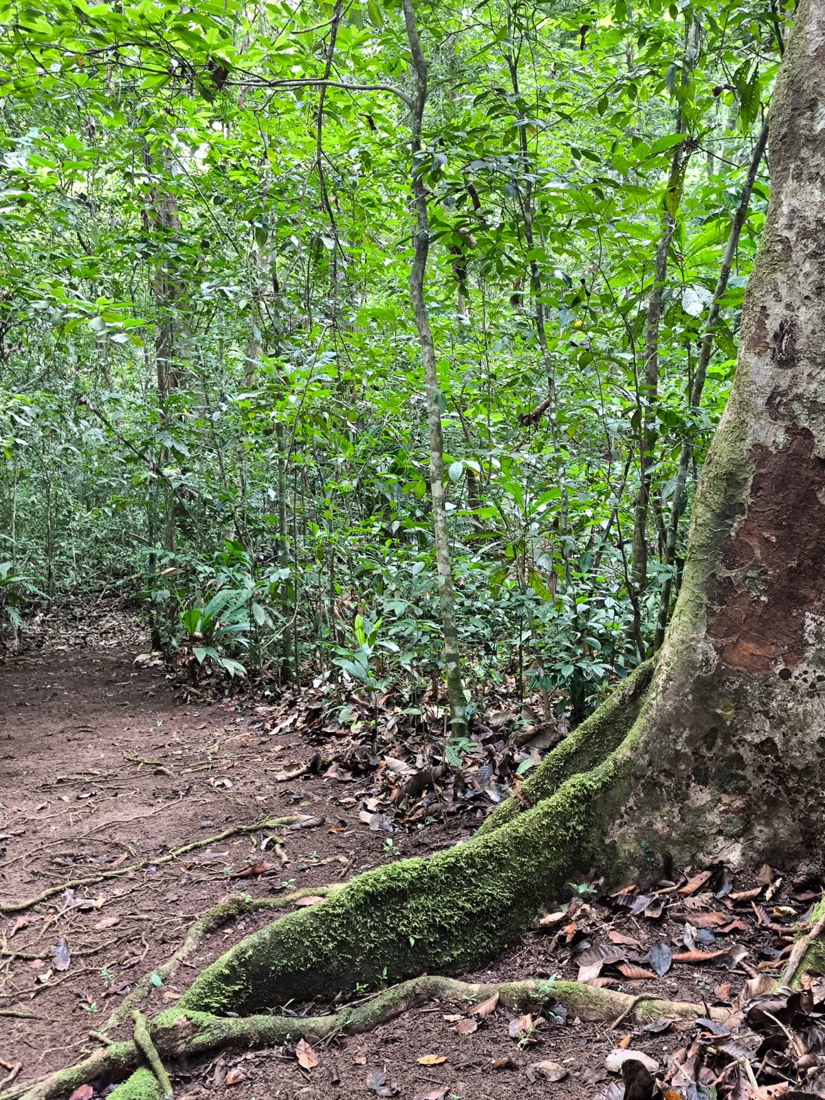 Árbol antiguo en el sendero