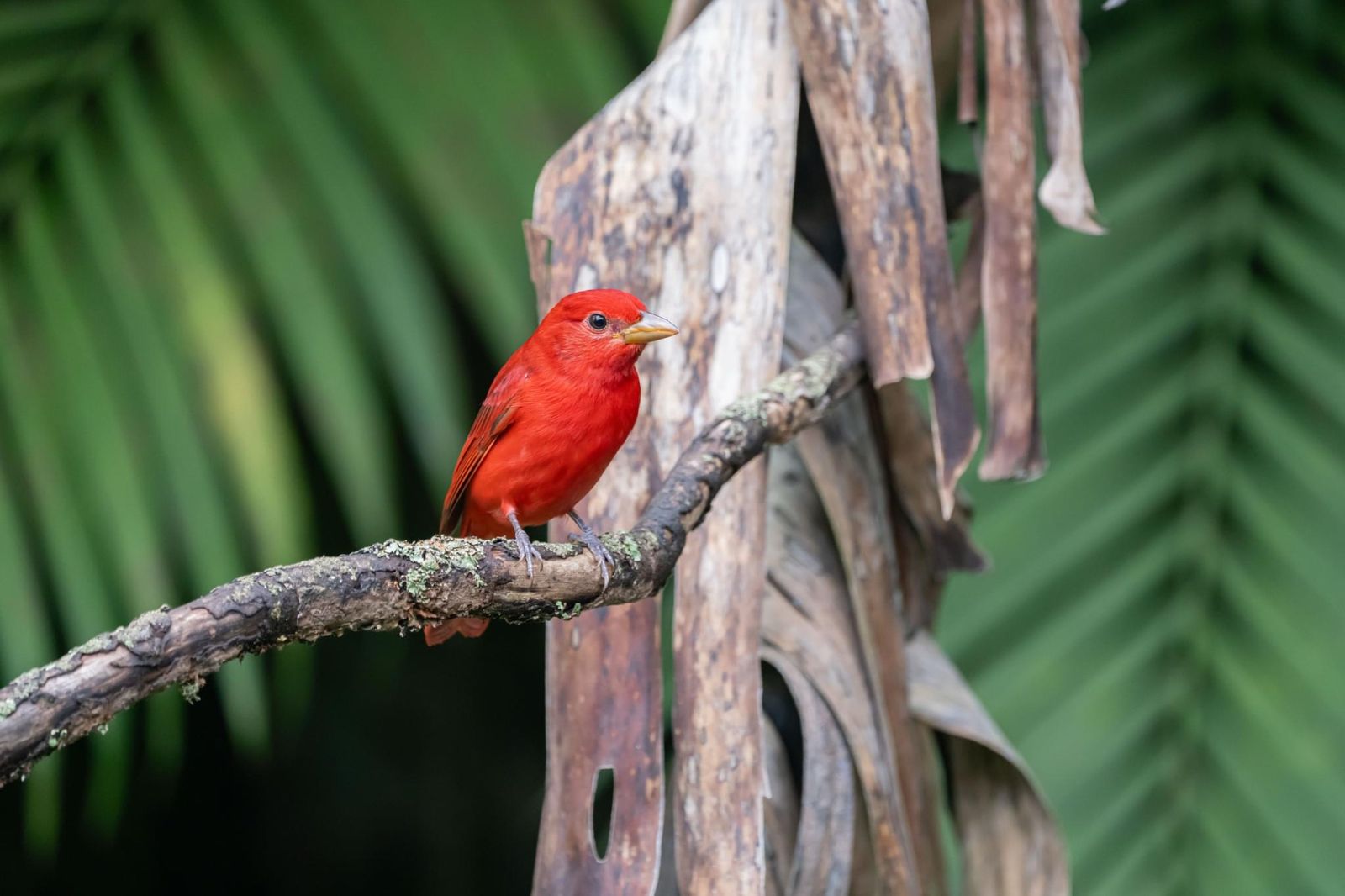 Pequeño pájaro en la finca